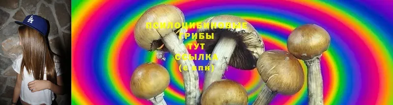 Галлюциногенные грибы Psilocybe  Кыштым 